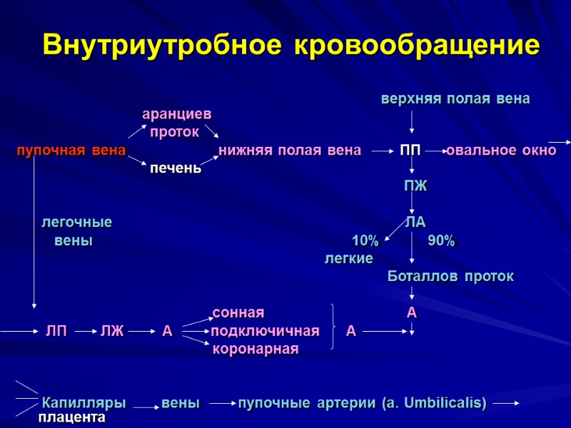 Внутриутробное кровообращение            